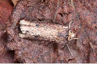 物種:Axylia putris triseriata 攝影:吳士緯